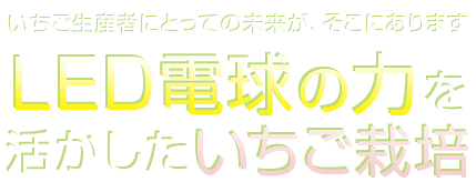 いちご生産者にとっての未来が、そこにあります／LED電球の力を活かしたいちご栽培