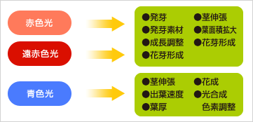植物の生育促進に適した光