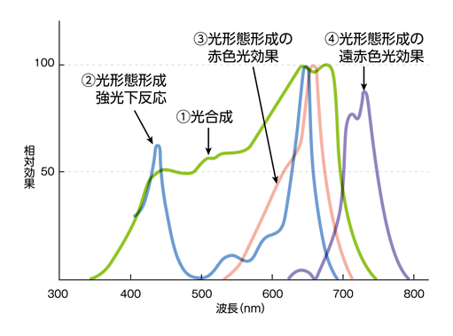 植物の光反応の作用スペクトル／相乗効果と波長