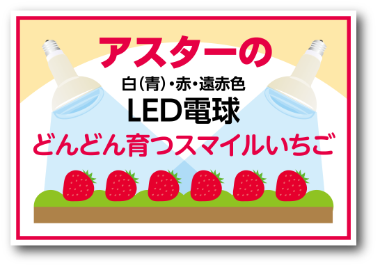白（青）・赤・遠赤色LED電球／どんどん育つスマイルいちご